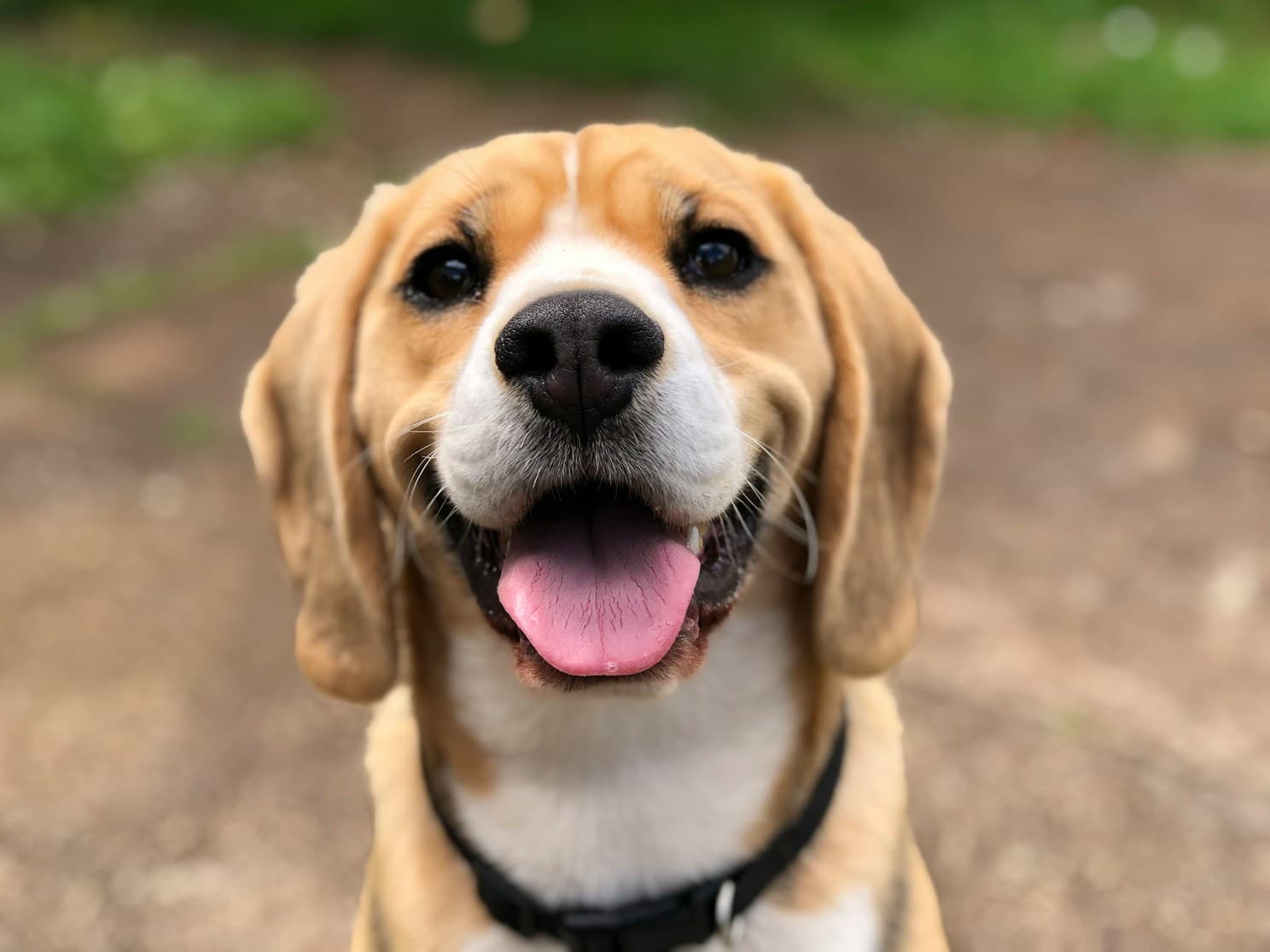 Dog Preview