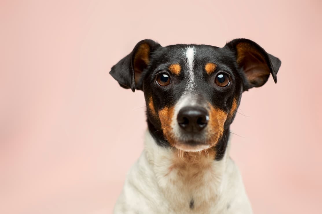 Dog Pro Xpress 